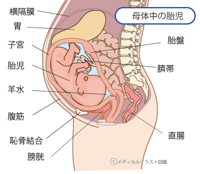 逆子 胎動 痛い 産婦人科医監修 胎動を感じる位置はどこ 胎児の状態と逆子の心配